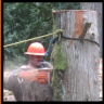 tree removal and tree cutting services Milwaukie